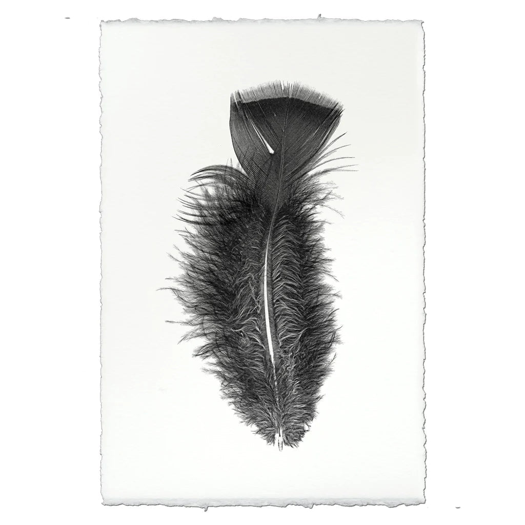 Print | English Watercolour Paper | Feather Study 10 - Barloga Studios - Alpineabode