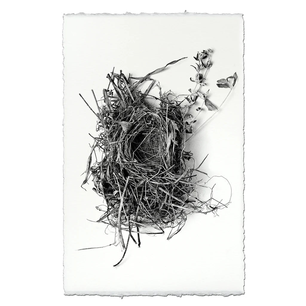 Print | Handmade English Watercolour Paper | Nest Study 1 - Barloga Studios - Alpineabode